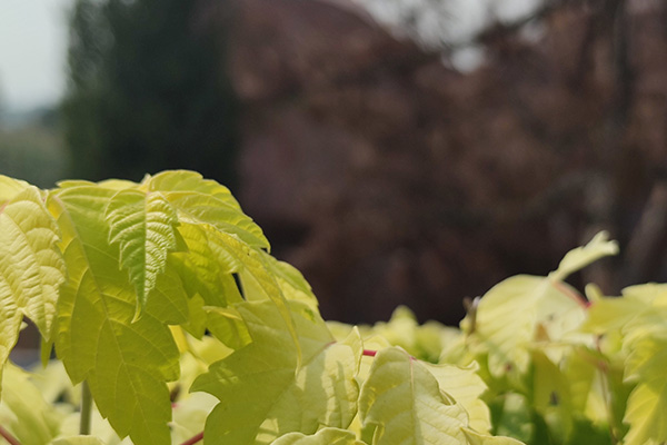 沈陽殯葬禮儀下葬用紅布包還打傘嗎？